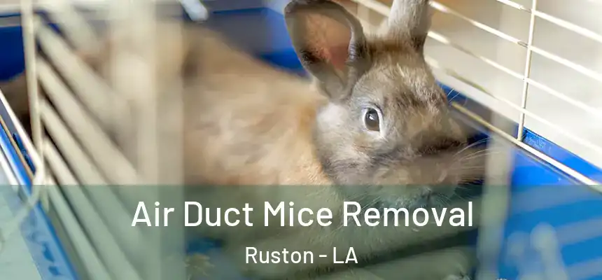  Air Duct Mice Removal Ruston - LA